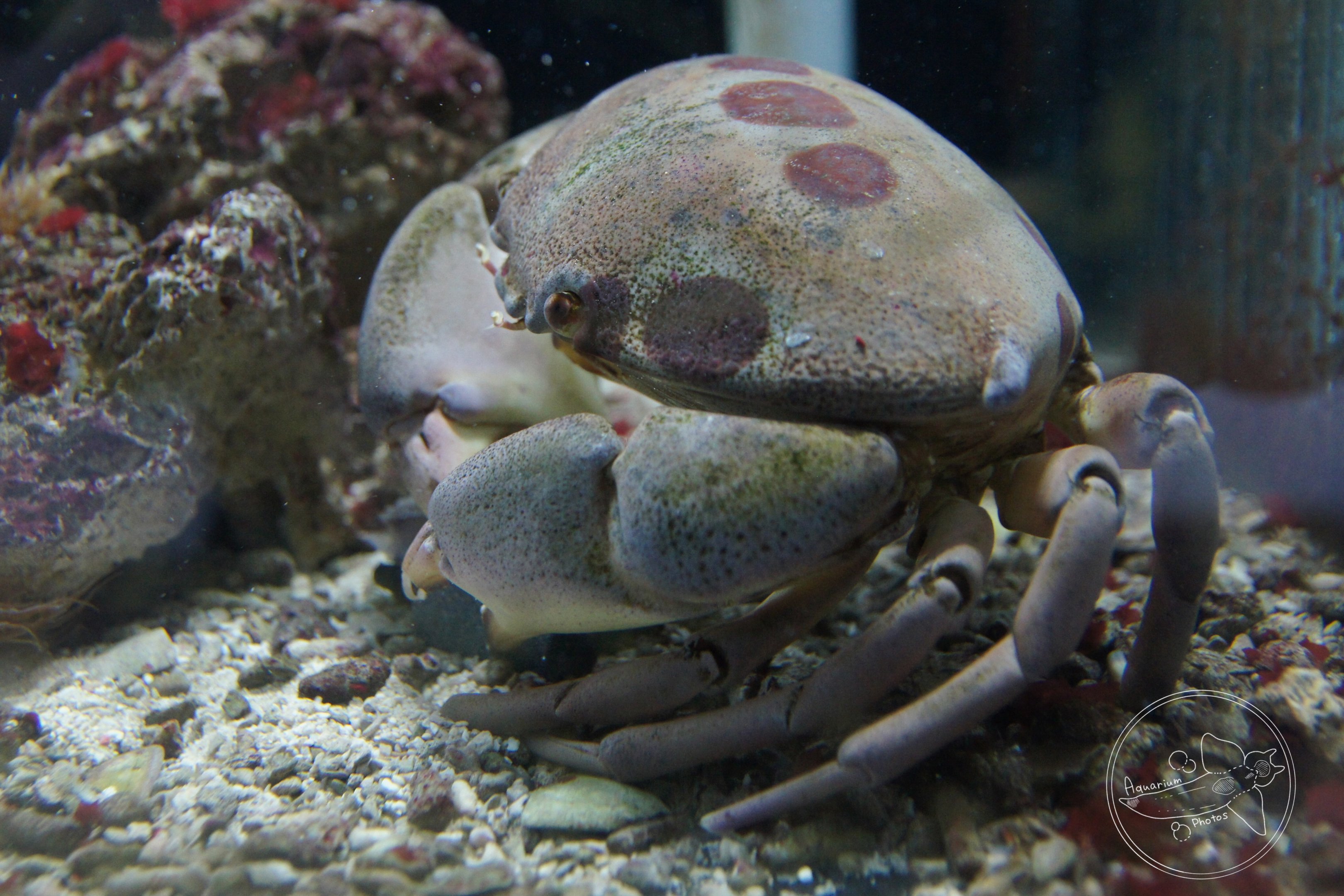 Seven-eleven Crab (Carpilius maculatus)