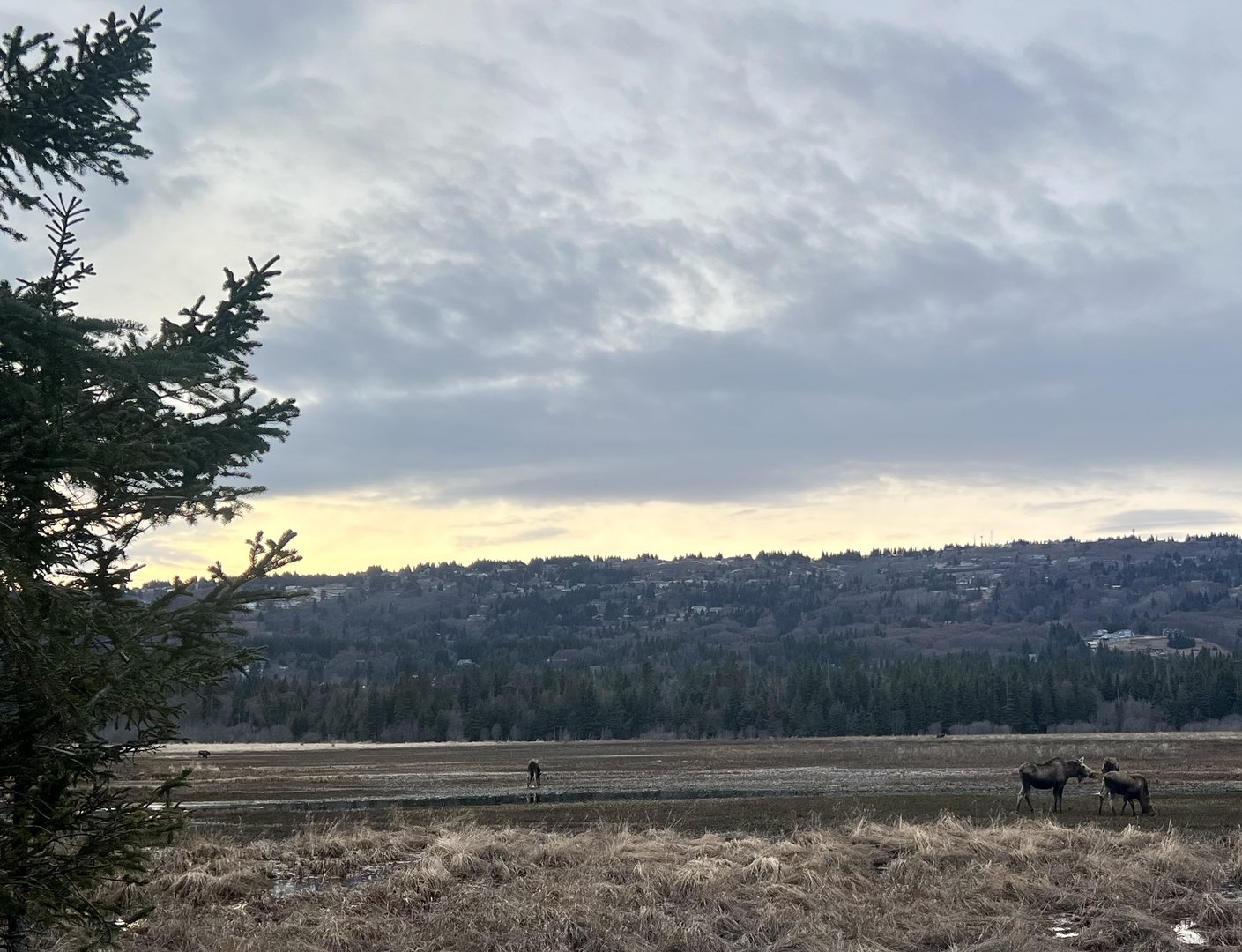 Seven Moose/One Frame - Homer, Alaska