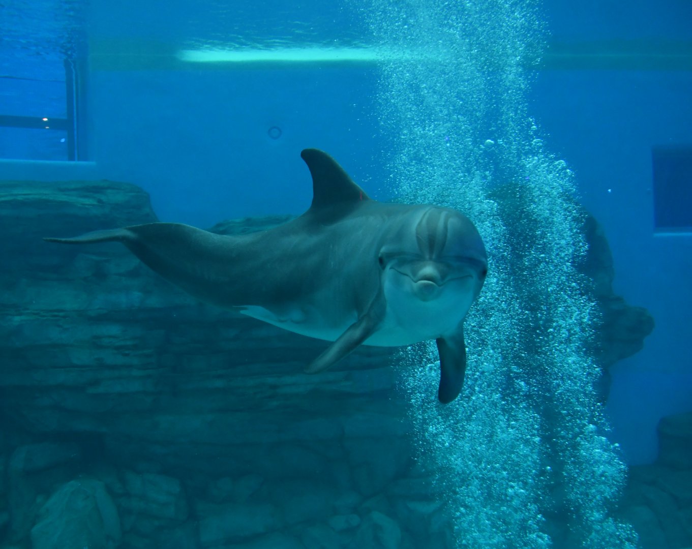 Seven Seas - Atlantic Bottlenose Dolphin (Spree)