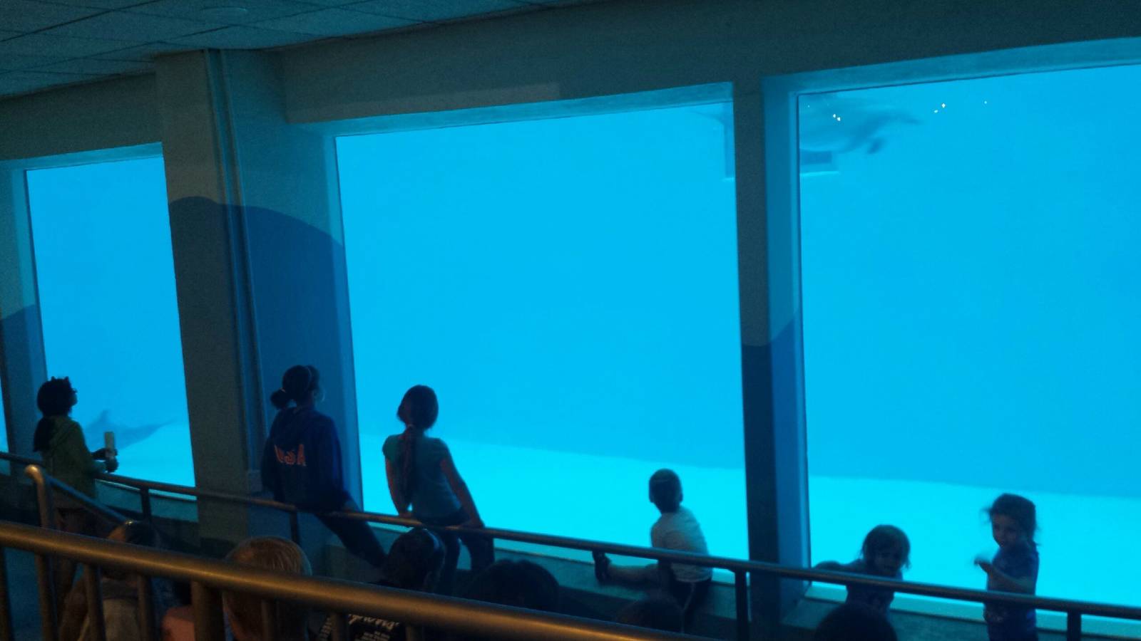 Seven Seas - Bottlenose Dolphin Underwater Viewing