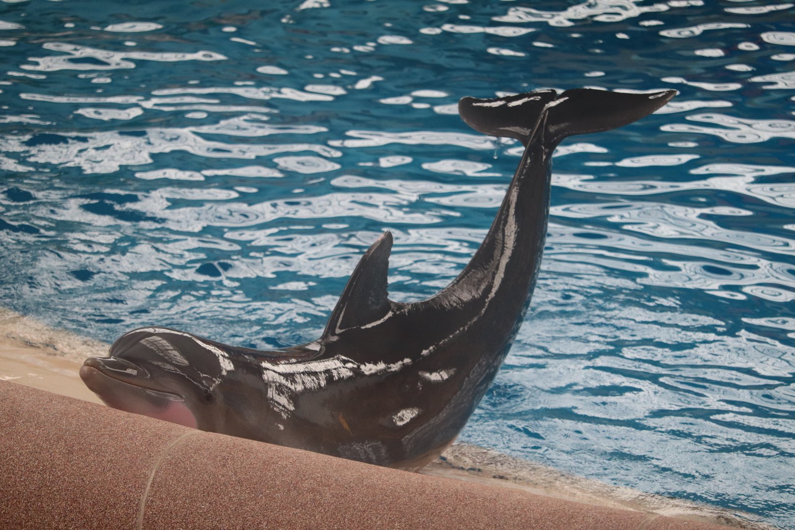 Seven Seas - Common Bottlenose Dolphin