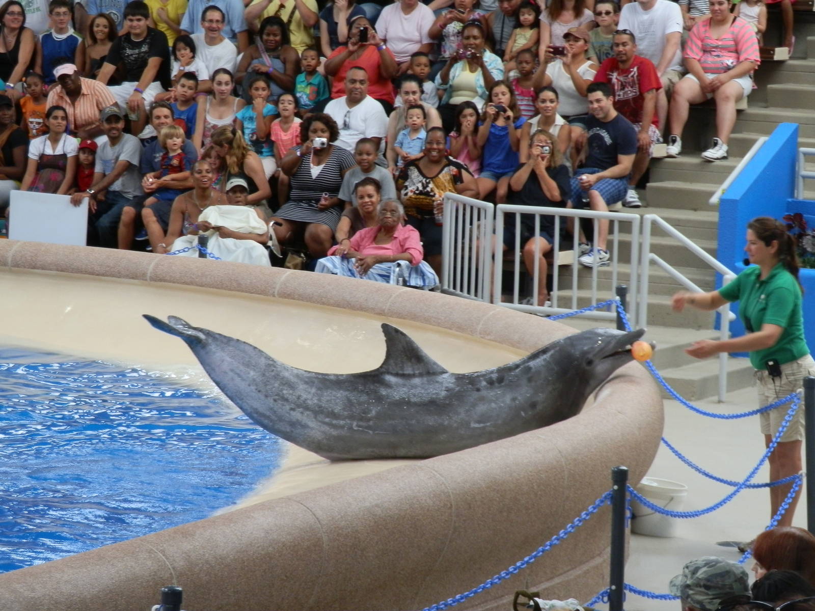 Seven Seas- Dolphin Show