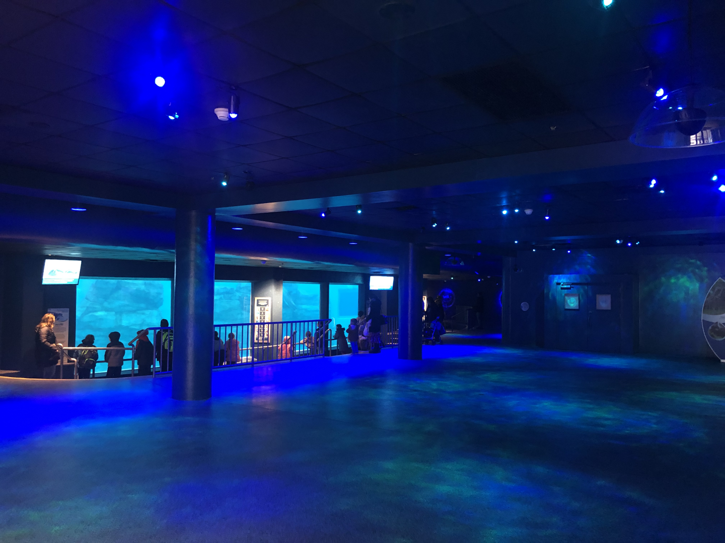 Seven Seas- Dolphins underwater viewing