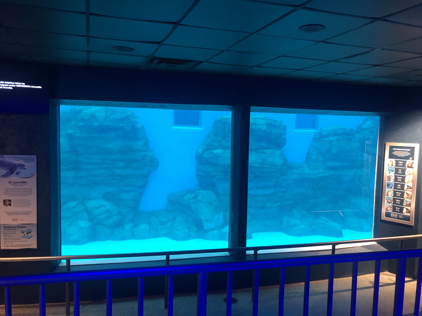 Seven Seas- Dolphins underwater viewing