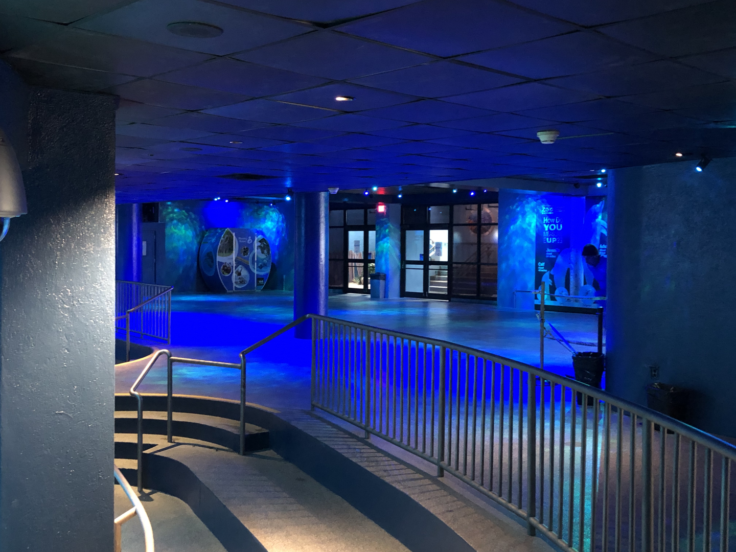 Seven Seas- Dolphins underwater viewing