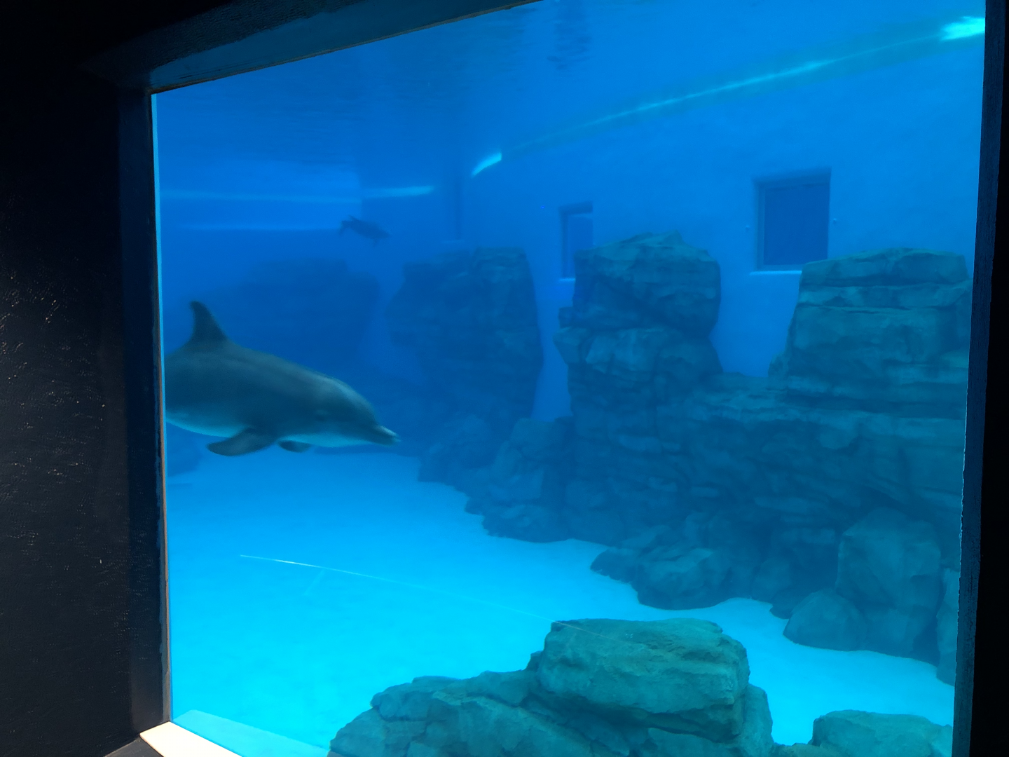 Seven Seas- Dolphins underwater viewing