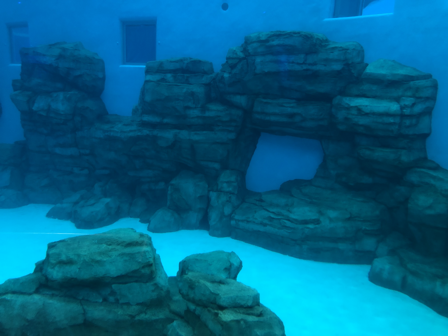 Seven Seas- Dolphins underwater viewing