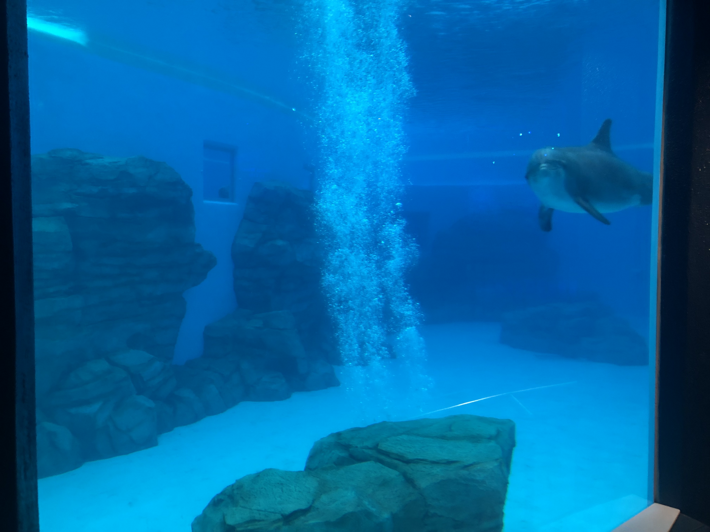 Seven Seas- Dolphins underwater viewing