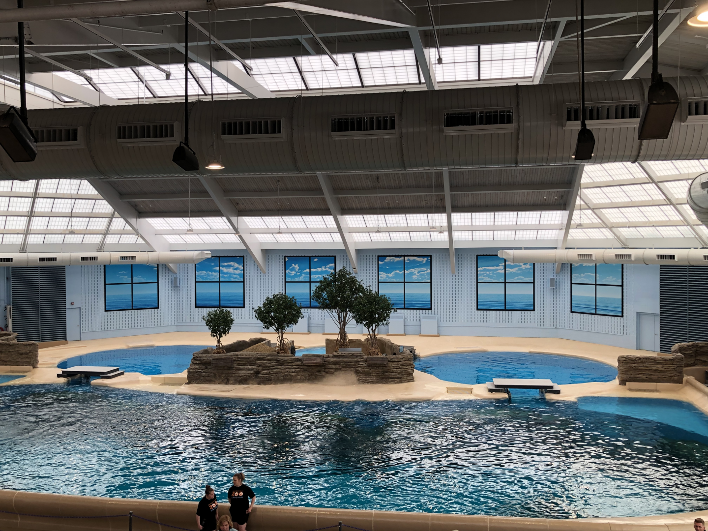 Seven Seas- Dolphins