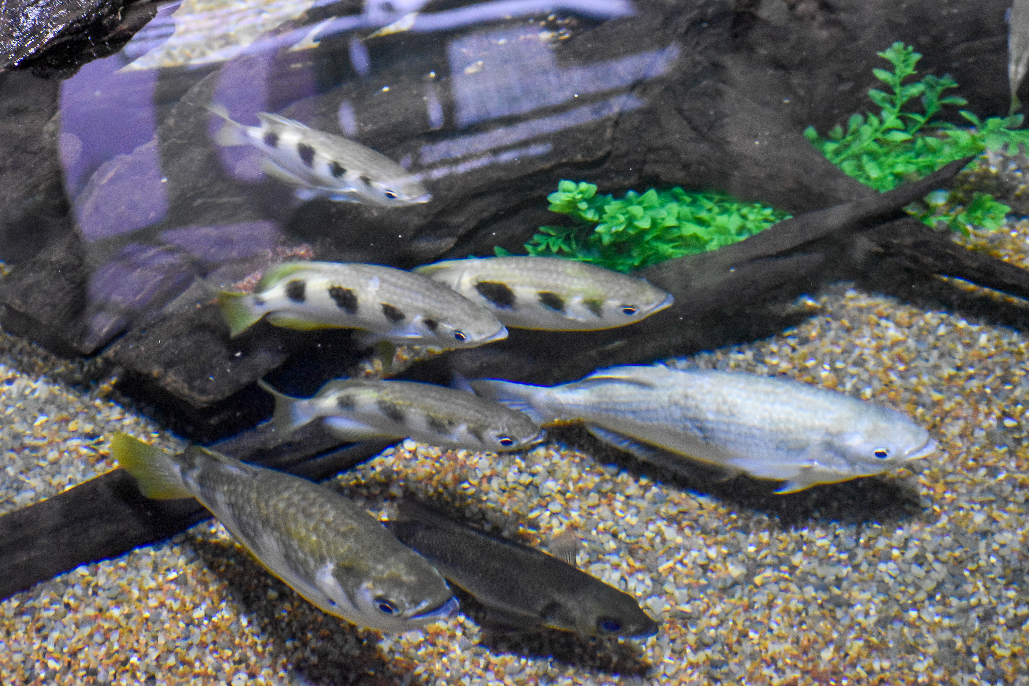 Seven-spot Archerfish (Toxotes chatareus)