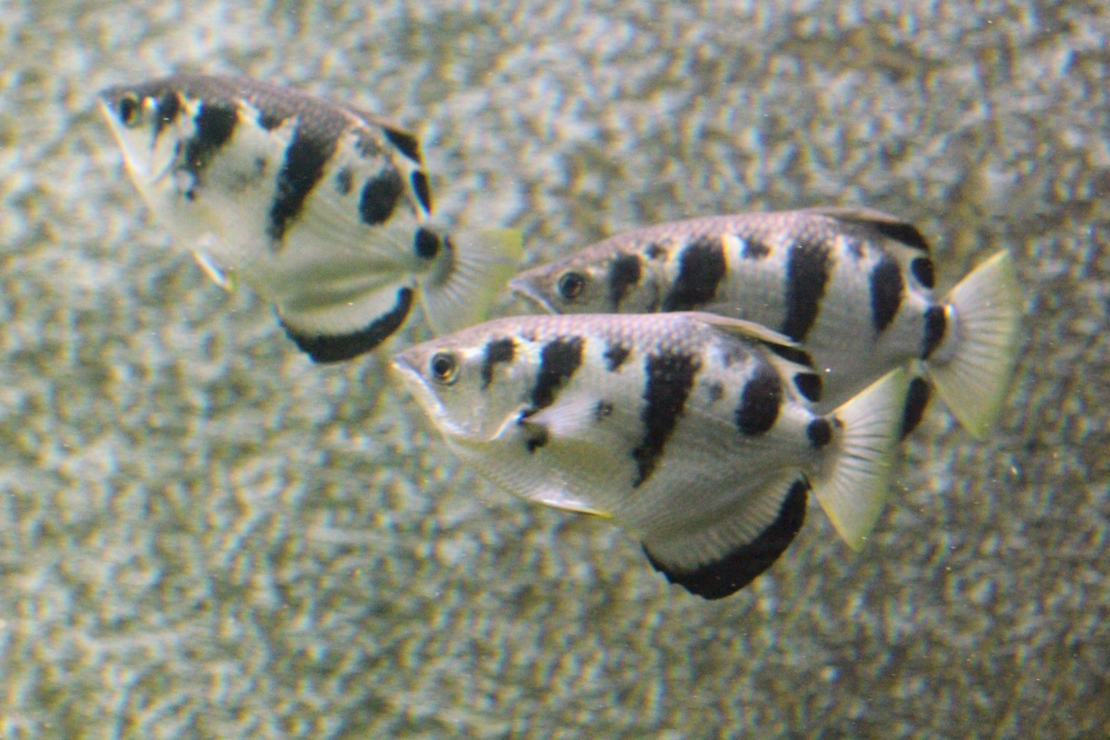 Seven-spot Archerfish