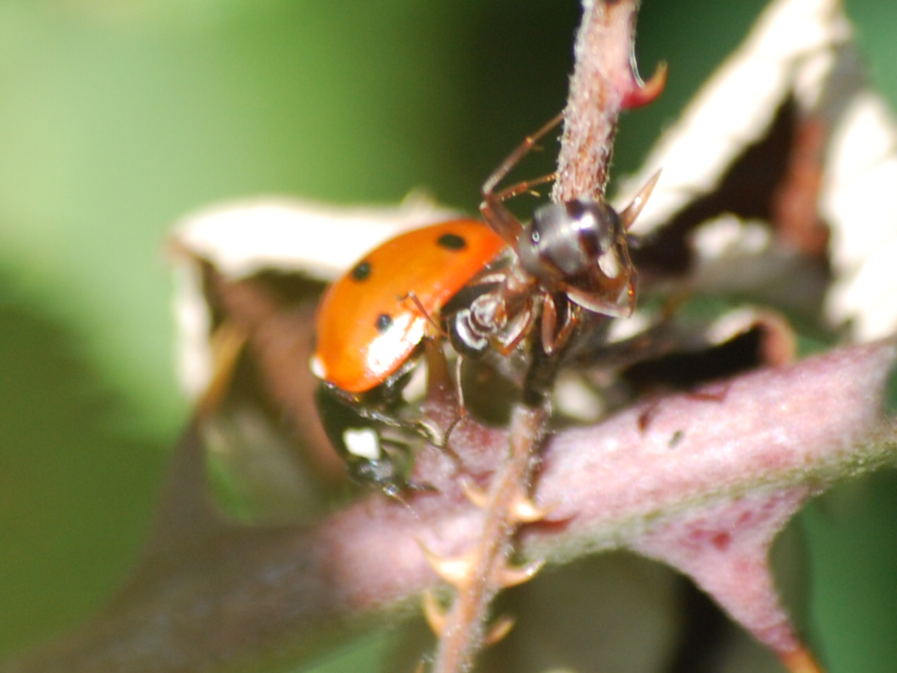 Seven-spot ladybird and wood ant