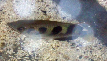 Seven-spotted Archerfish (Toxotes chatareus)