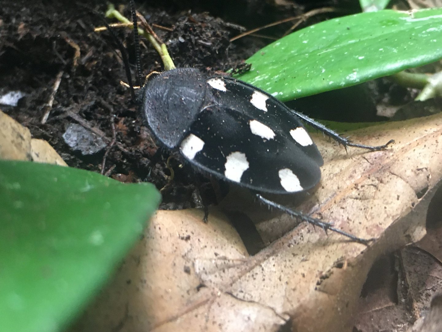 Seven-Spotted Cockroach (Therea petiveriana)