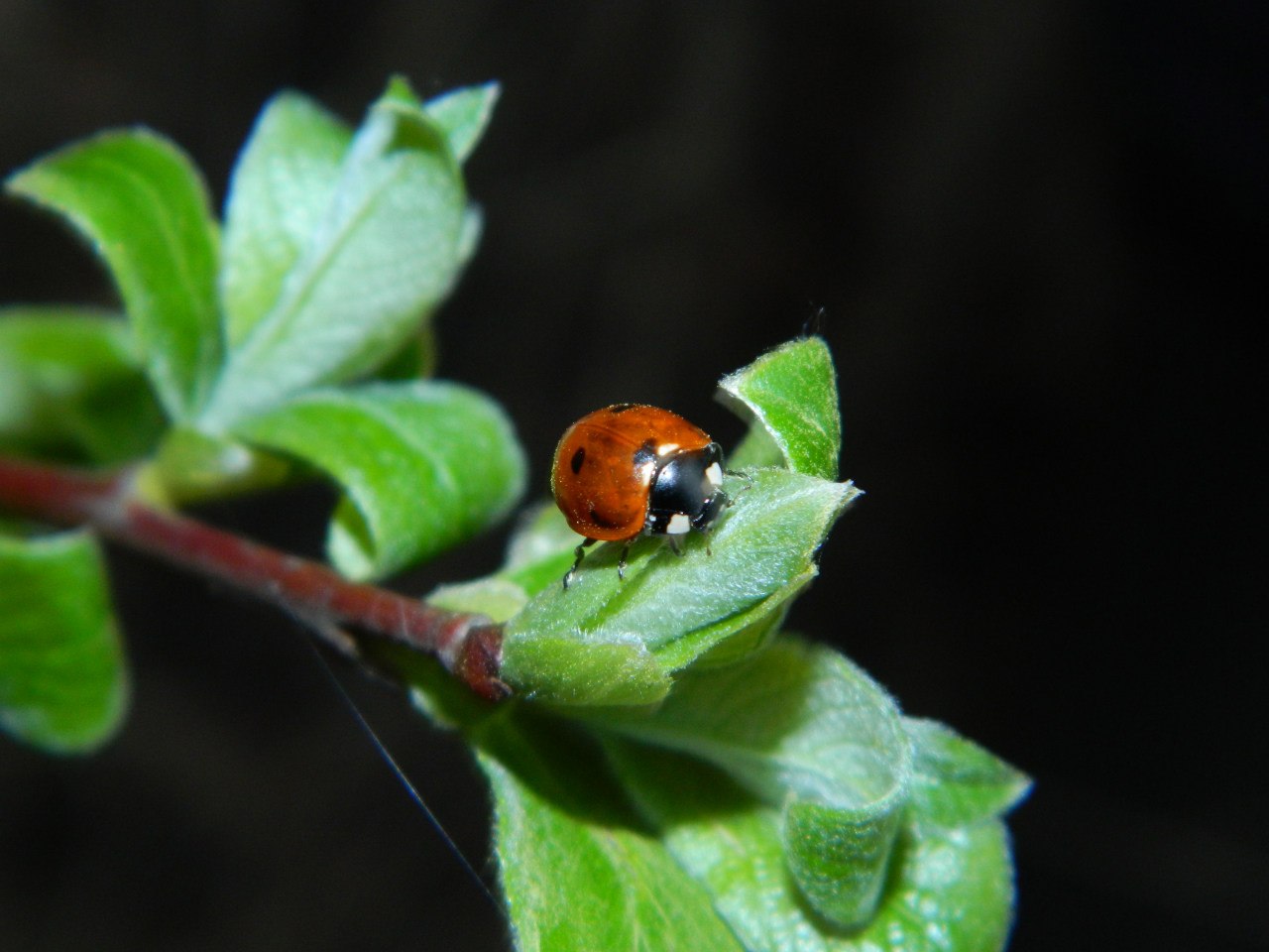 Seven-spotted ladybug
