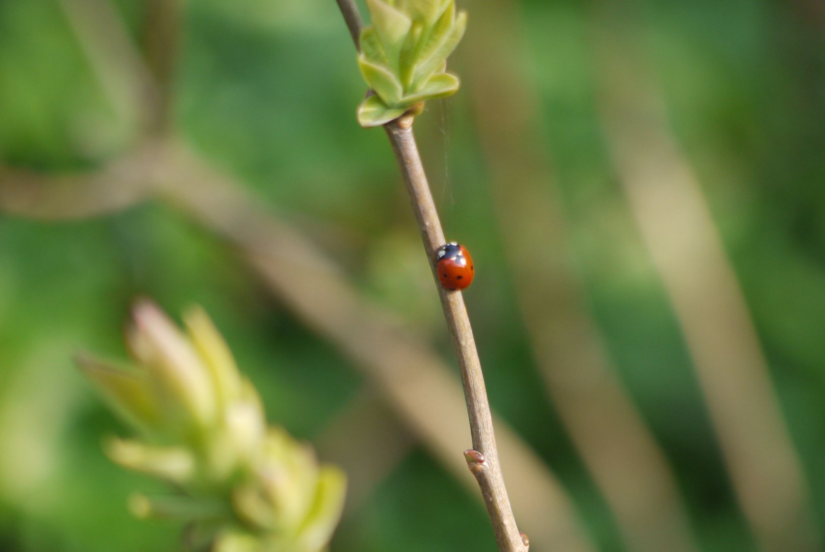 Seven-spotted Ladybug