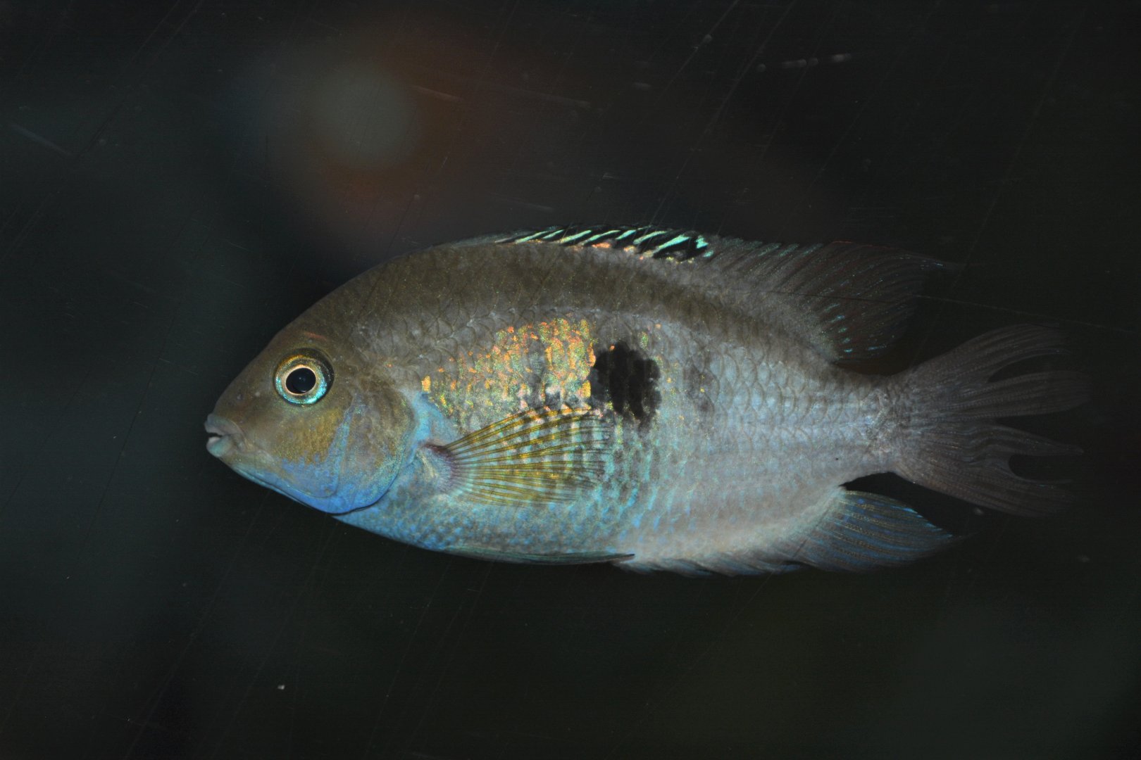 Seven-stripe cichlid (Amatitlania septemfasciata)
