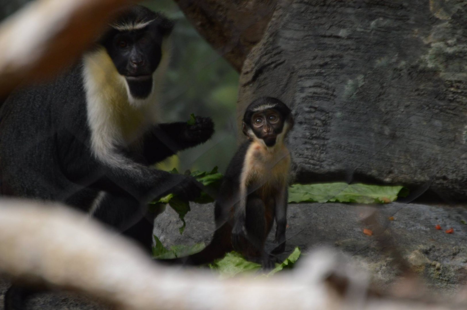 Seven week-old Cercopithecus diana