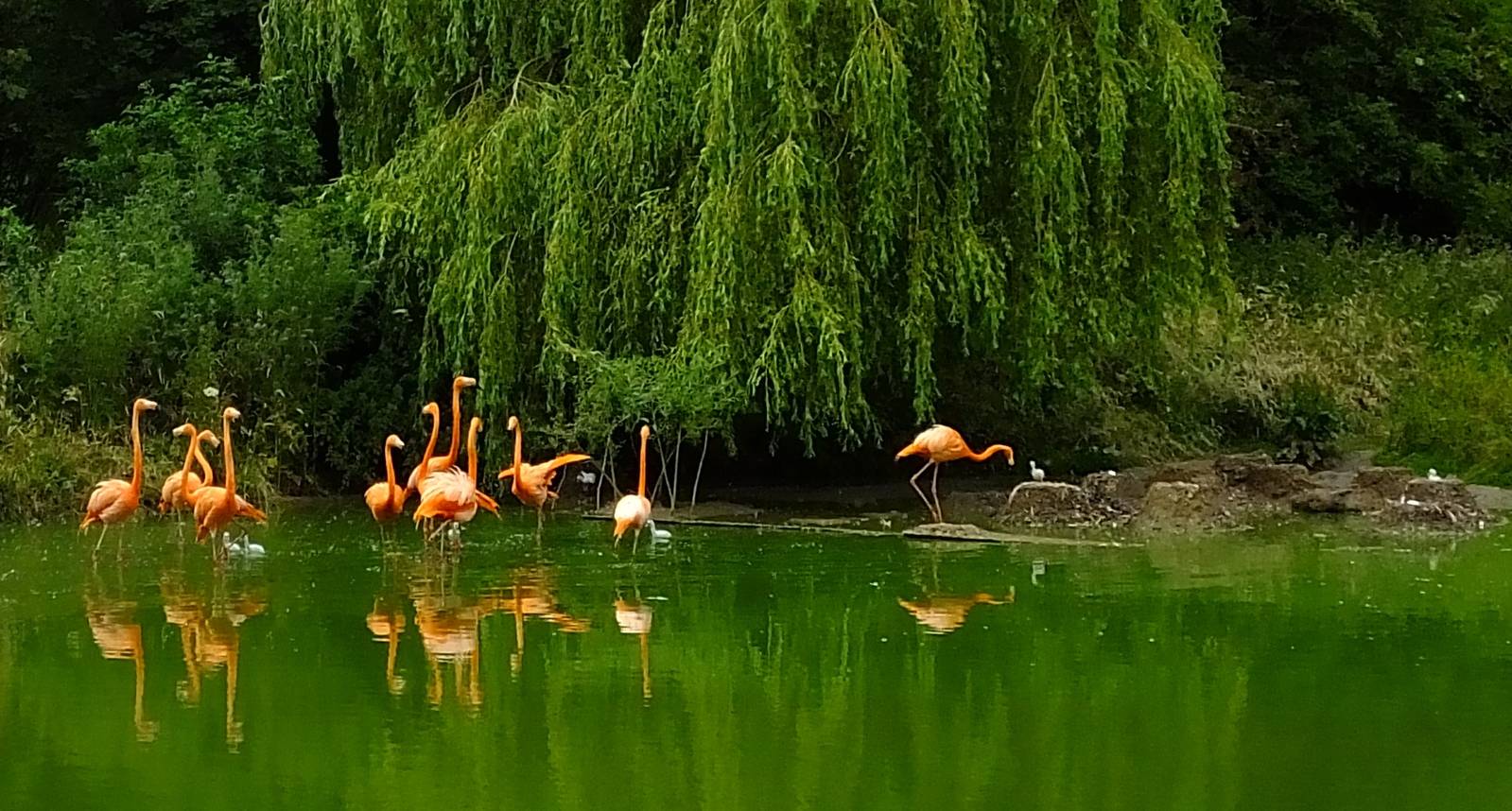 Seven_flamingo_chicks_5_july_2014