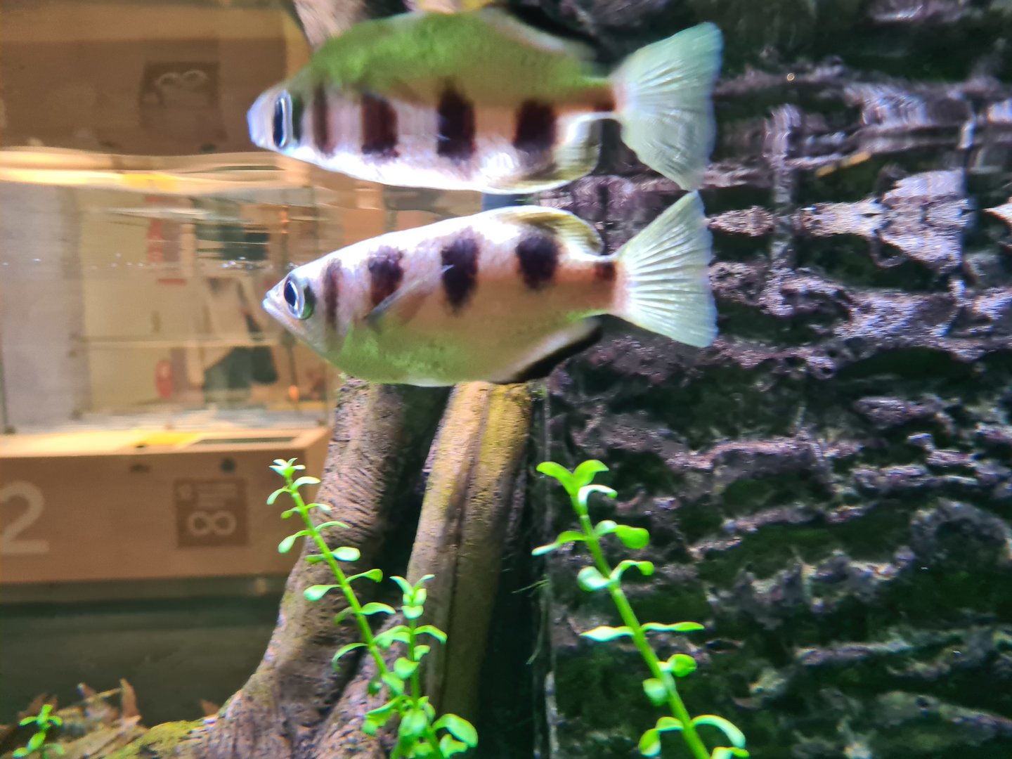 Sevenspot archerfish (Toxotes chatareus)