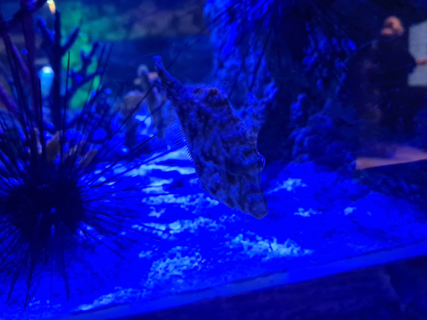 Seventh room - Bristletail filefish