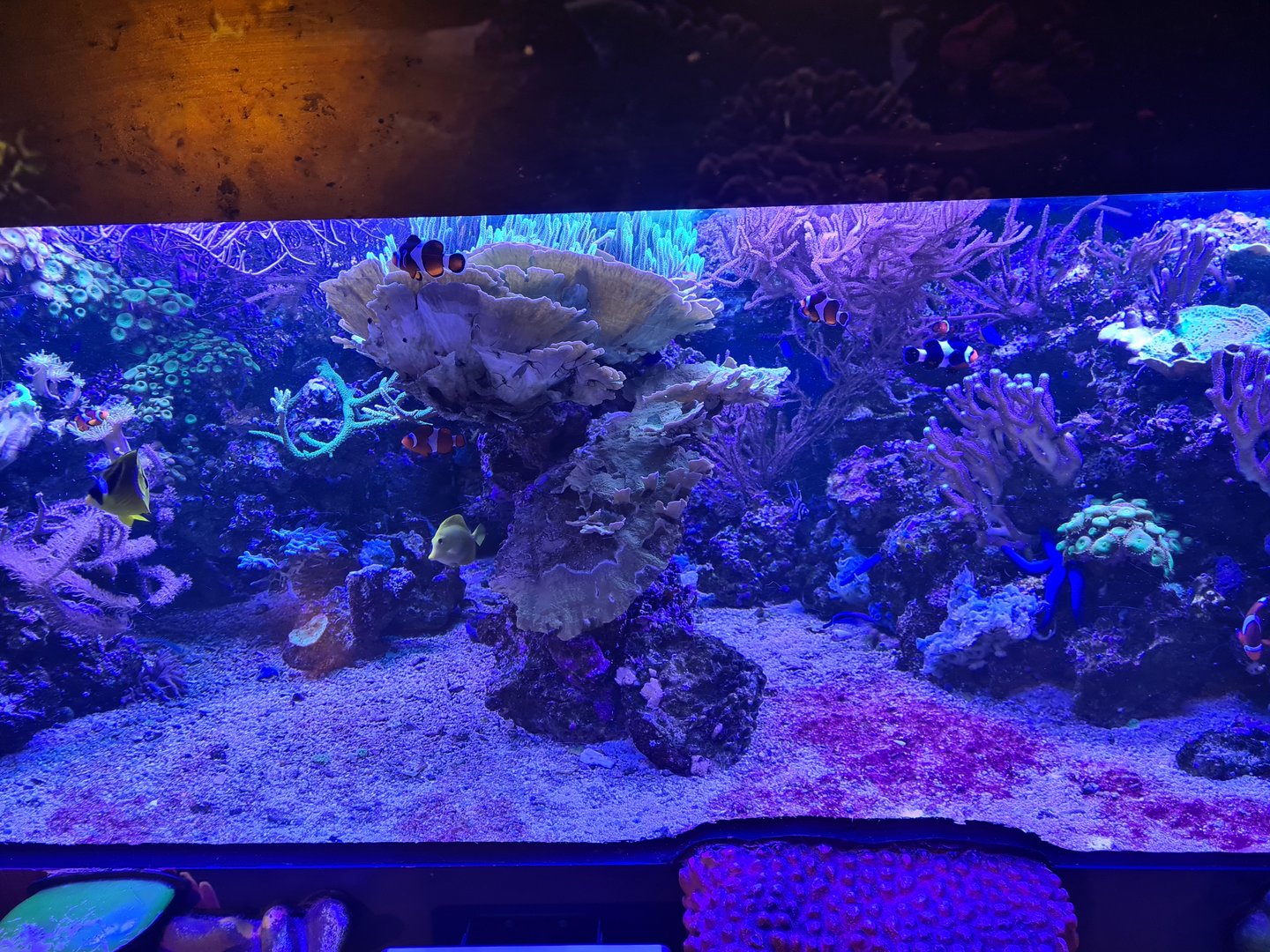 Seventh room - Coral tank