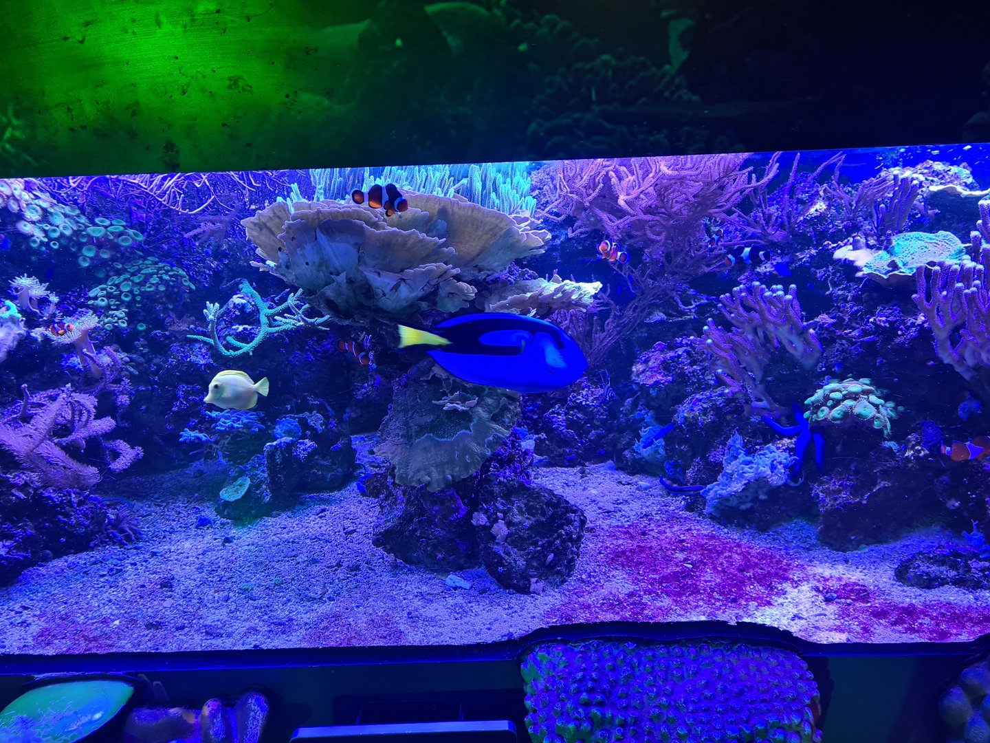 Seventh room - Coral tank