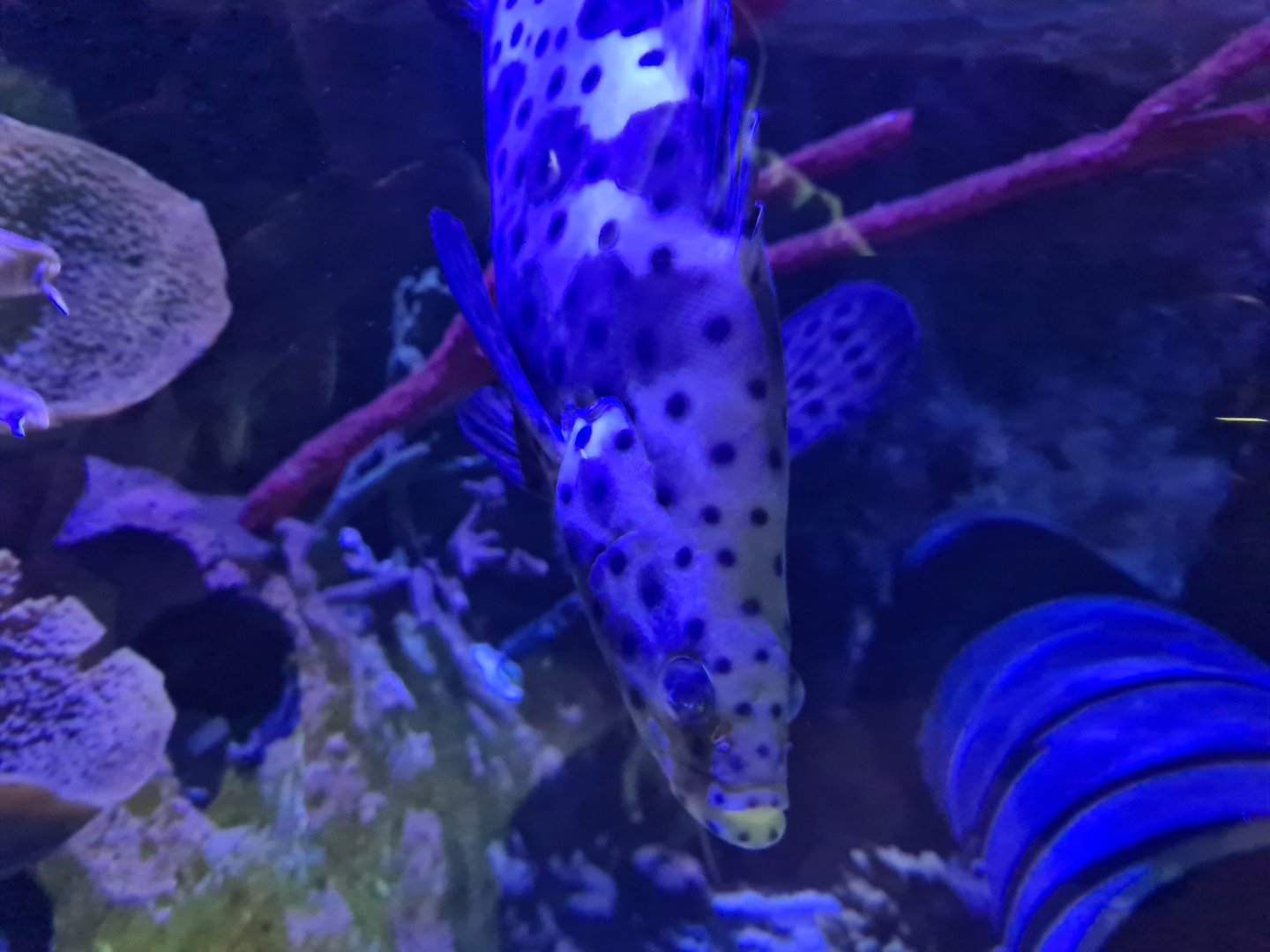 Seventh room - Panther grouper