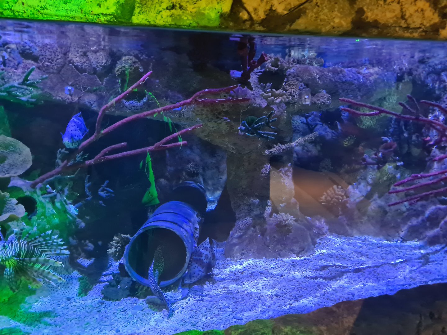 Seventh room - Predator tank