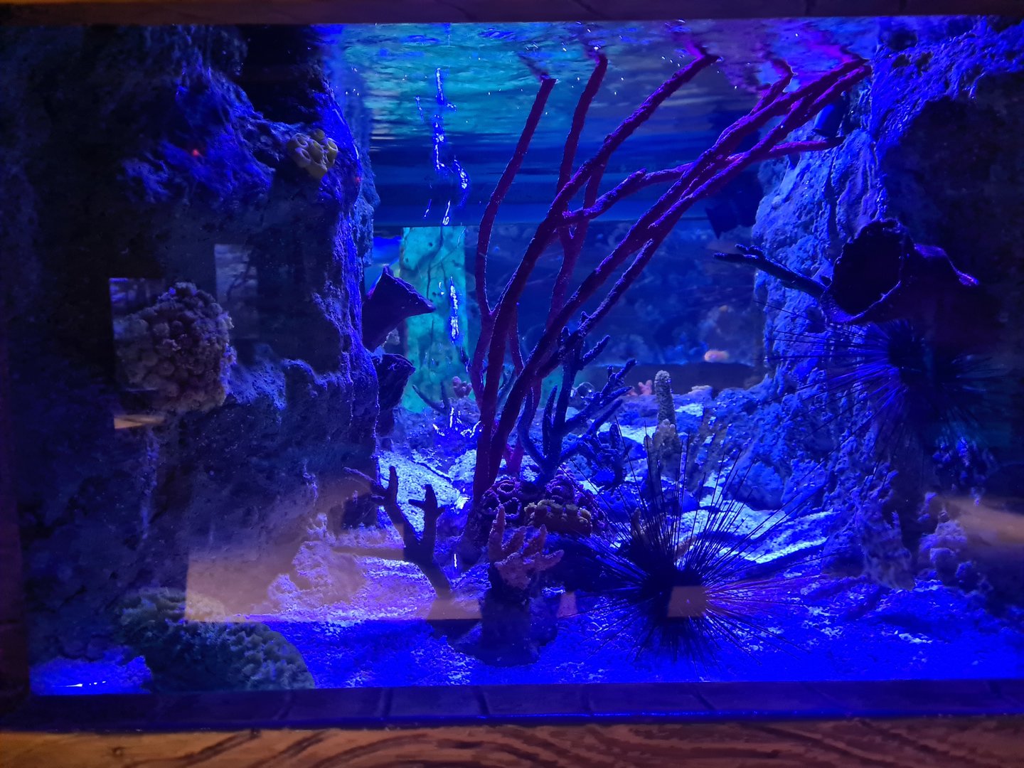 Seventh room - Window tank