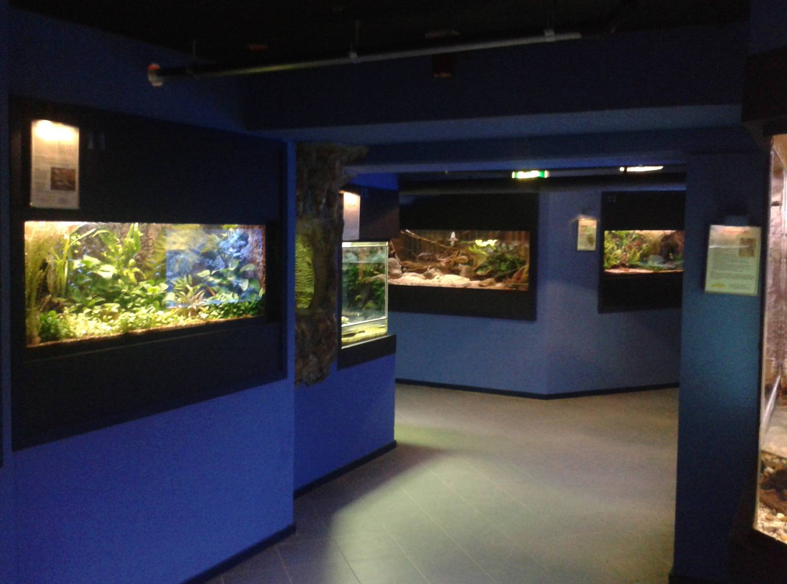 Several aquariums