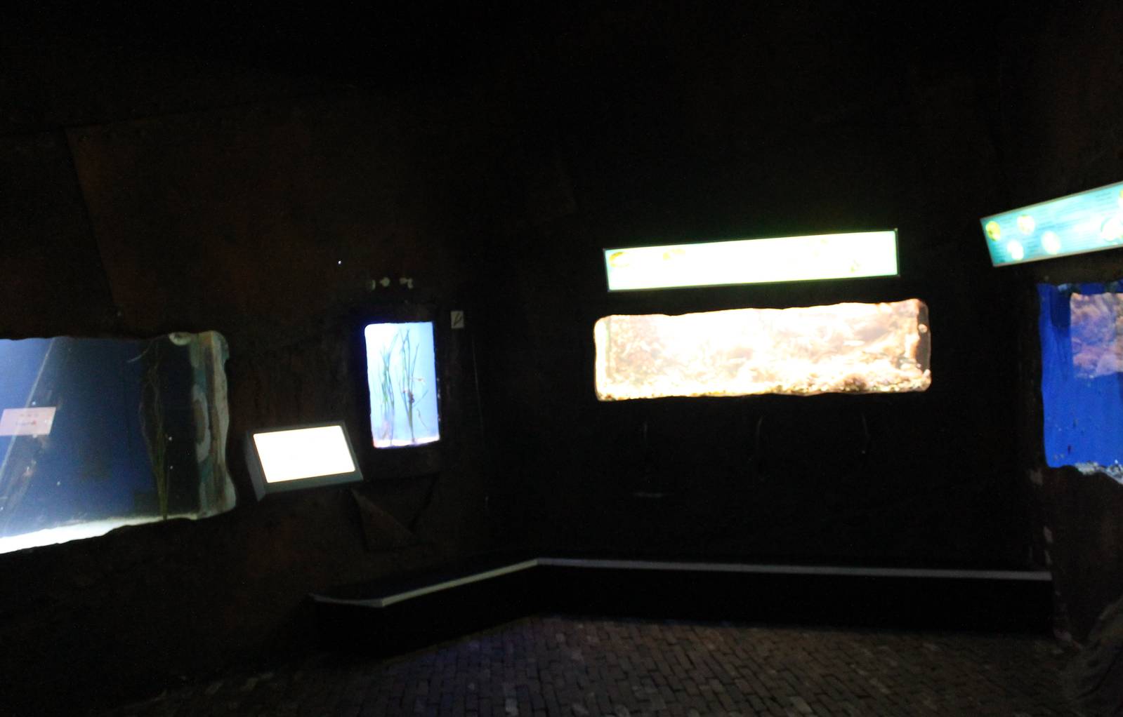 Several aquariums