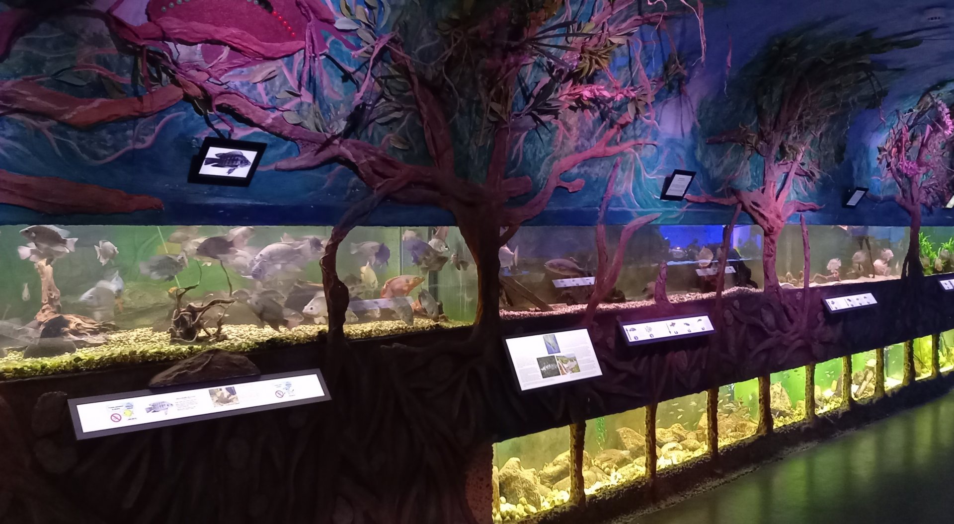 Several medium-sized aquariums