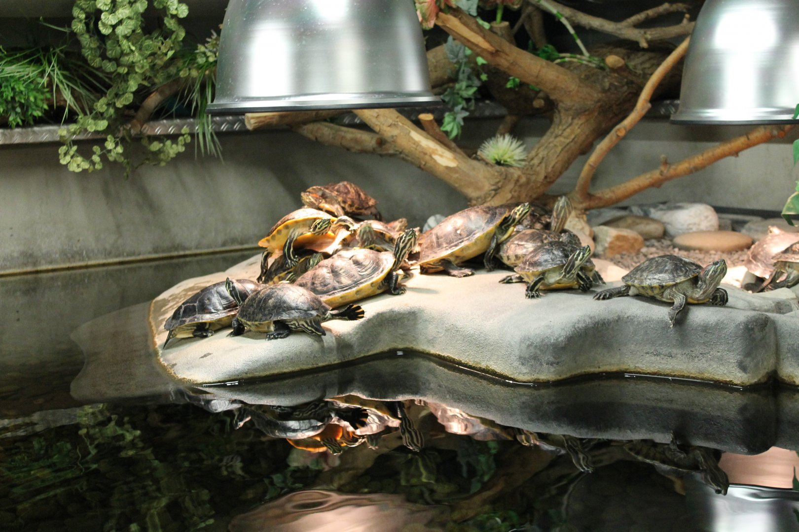 Several Slider (sub) species