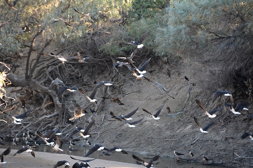 Several species in flight at waterhole.