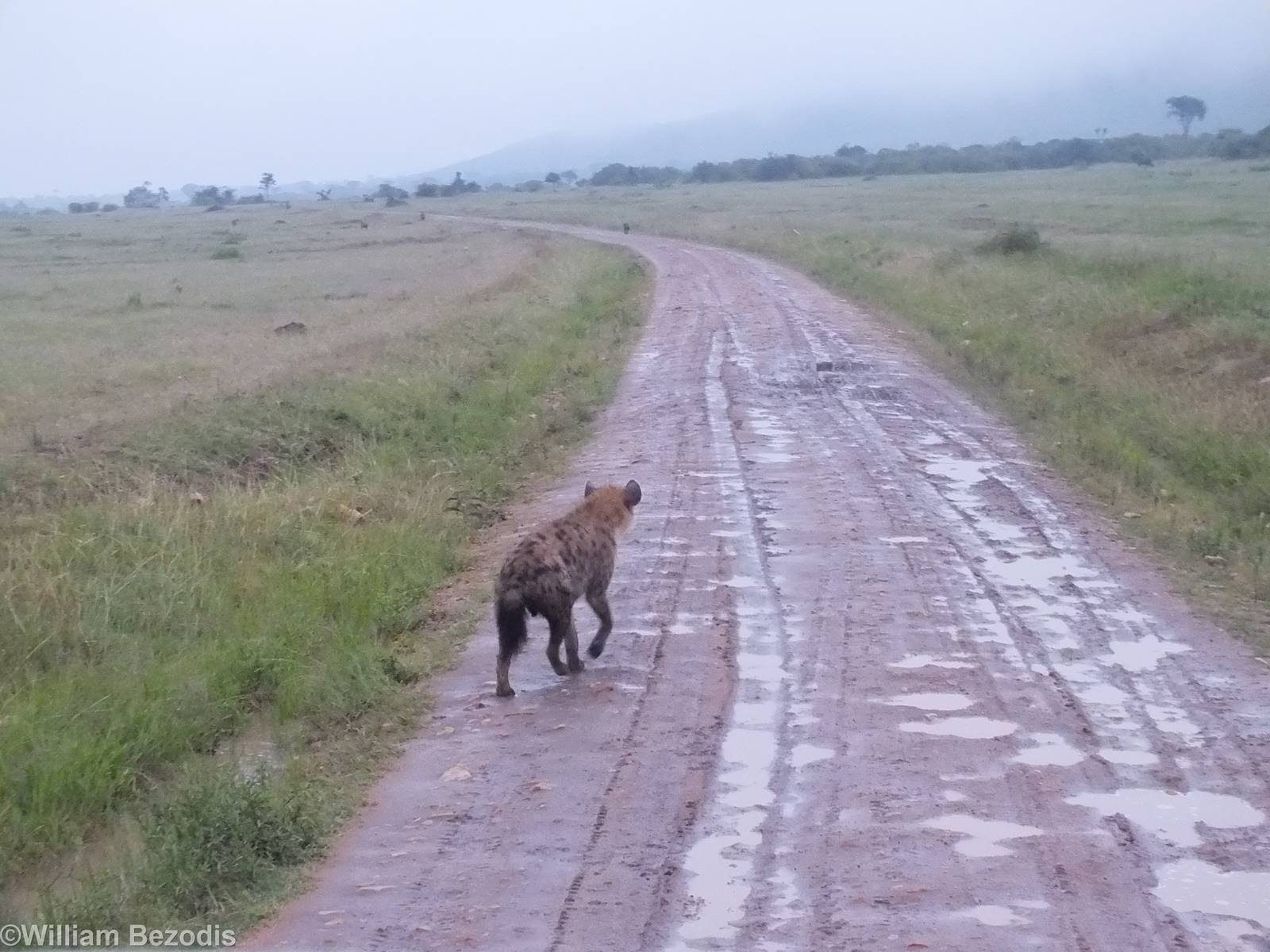 Several Spotted Hyaenas Walking Behind the Main Group - Maasai Mara