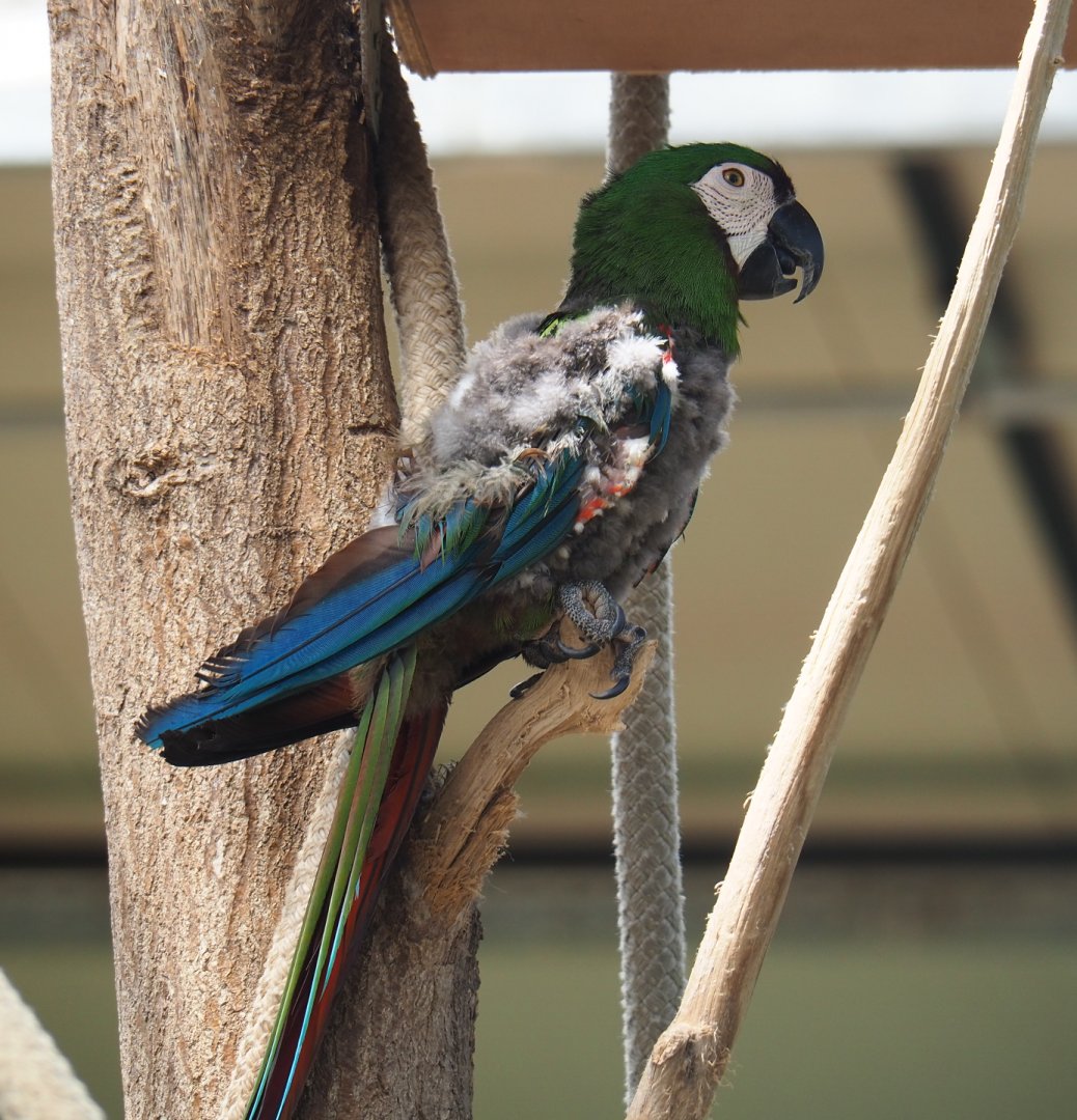 Severe macaw (Ara severus) with bad looking feathers, 2019-08-04
