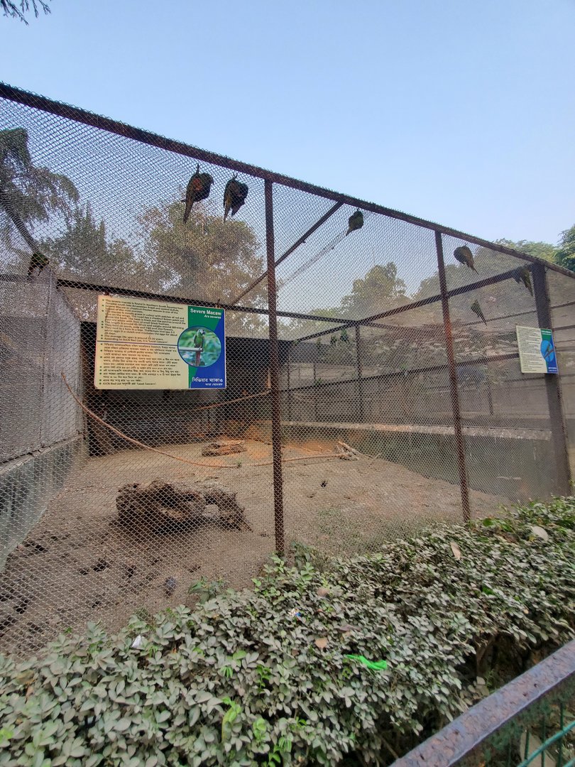 Severe Macaw + Hahn's Macaw Exhibit  - January 2023