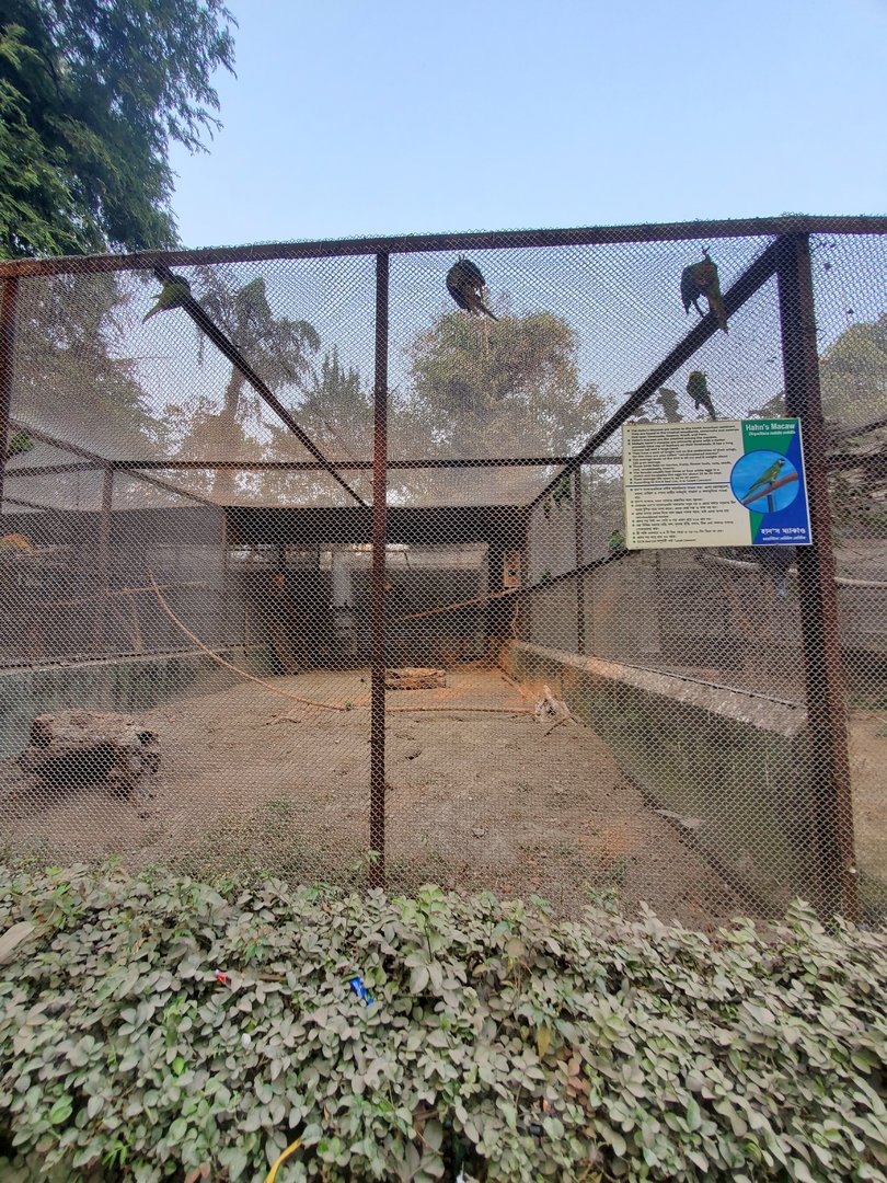 Severe Macaw + Hahn's Macaw Exhibit - January 2023