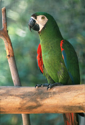 severe macaw, May 25, 2009