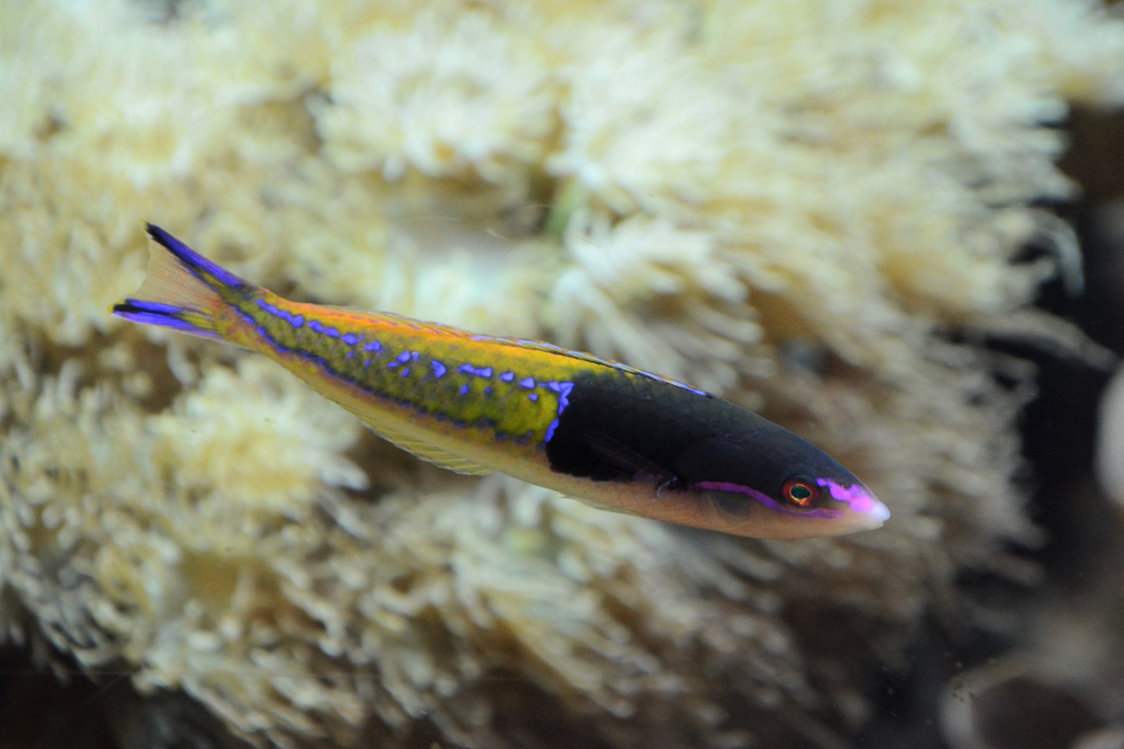 Severns' wrasse (Pseudojuloides severnsi)