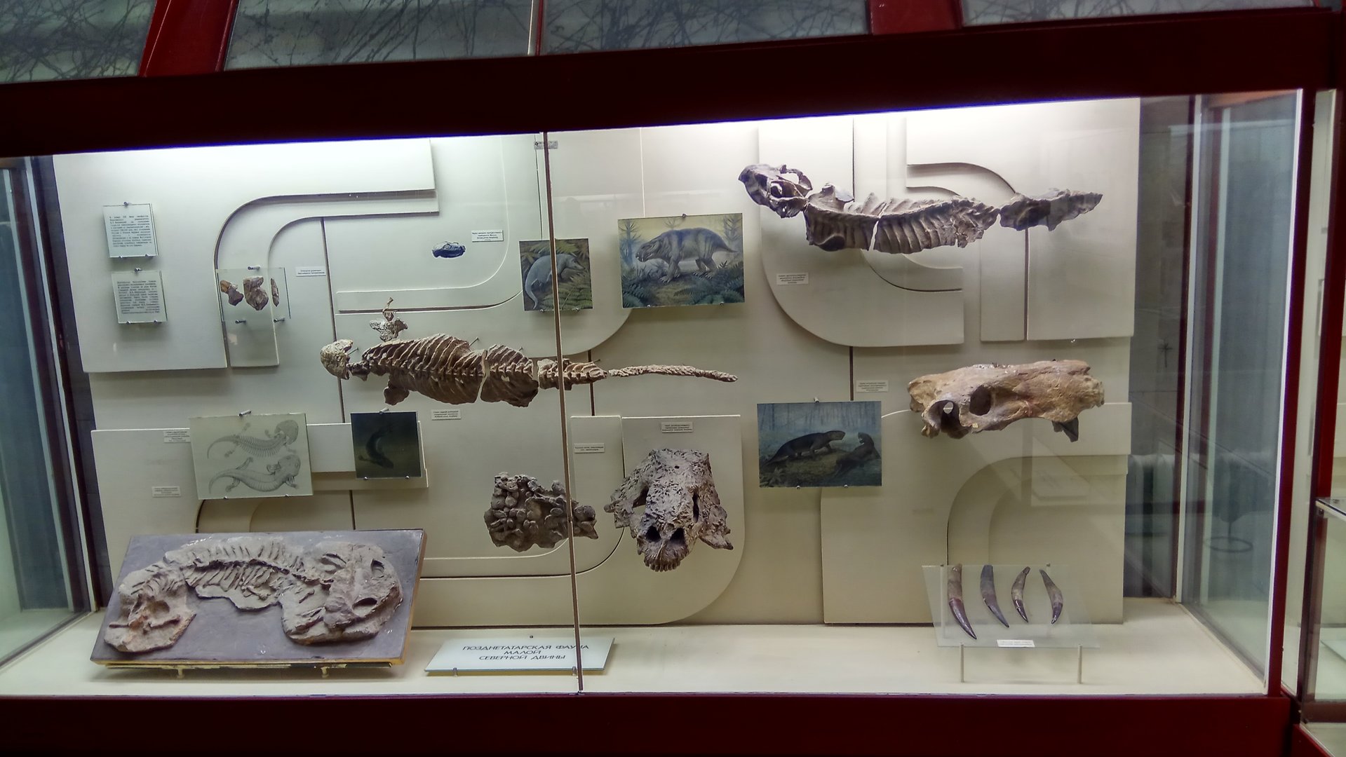 Severodvinian fauna (Upper Tatarian, Late Permian)