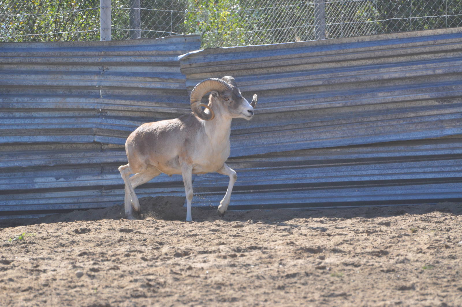 Severtzov`s argali/ Ovis ammon polii