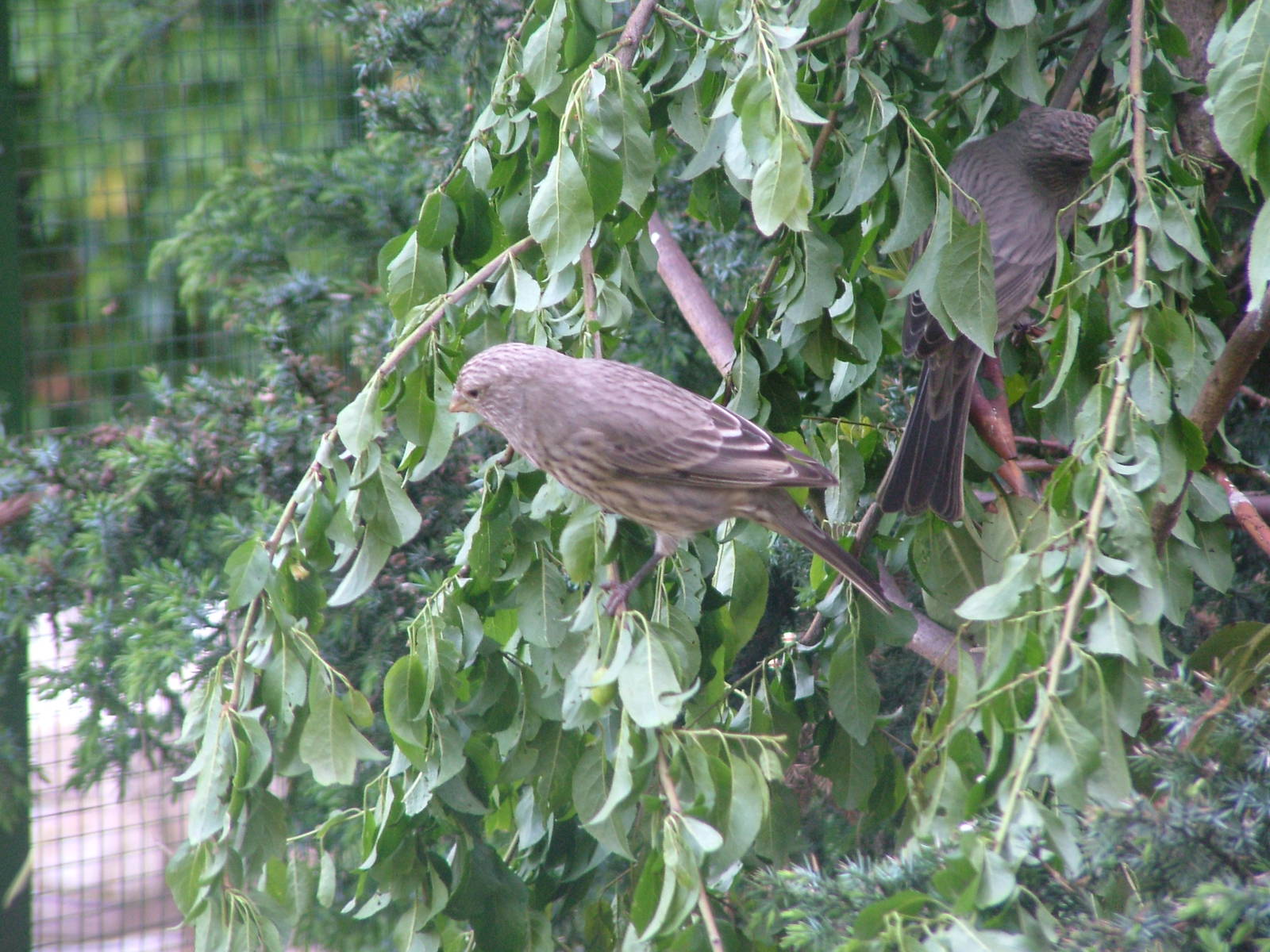 Severtzov's Rosefinch at Plzen, 25/05/10