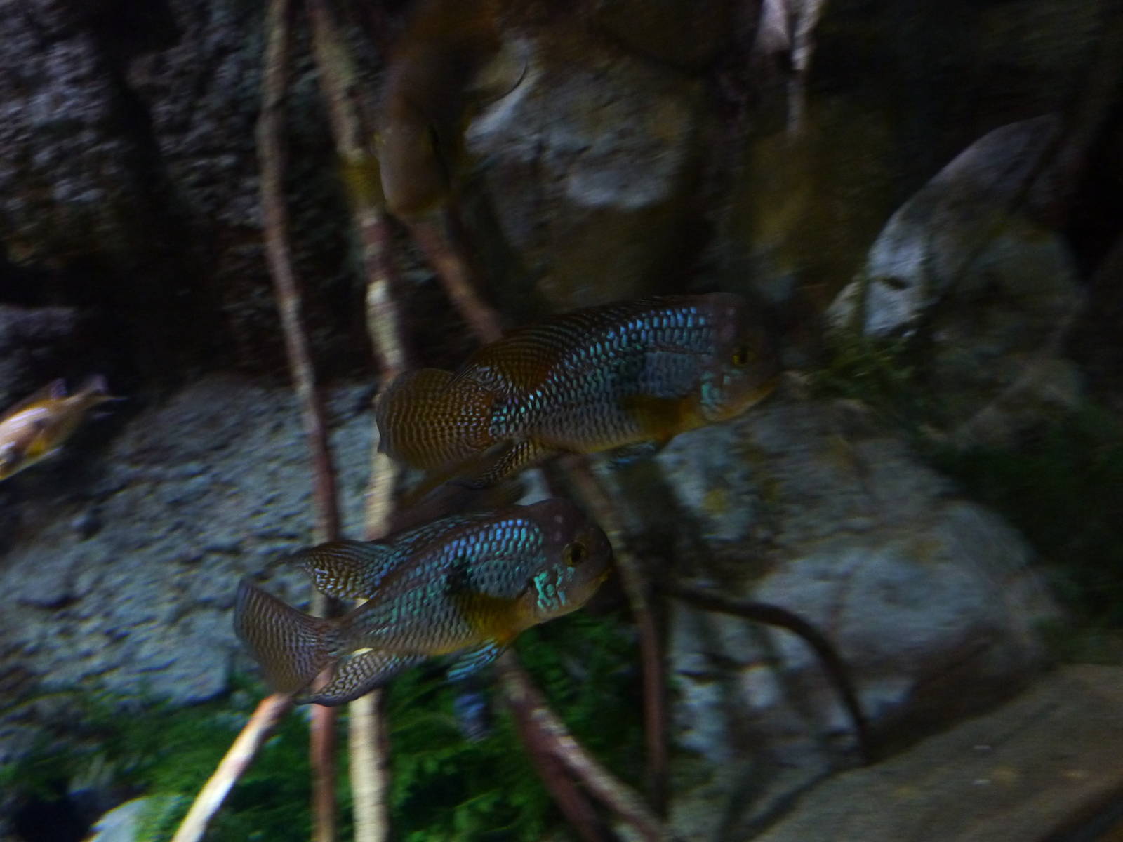 Severum, 10th April 2012