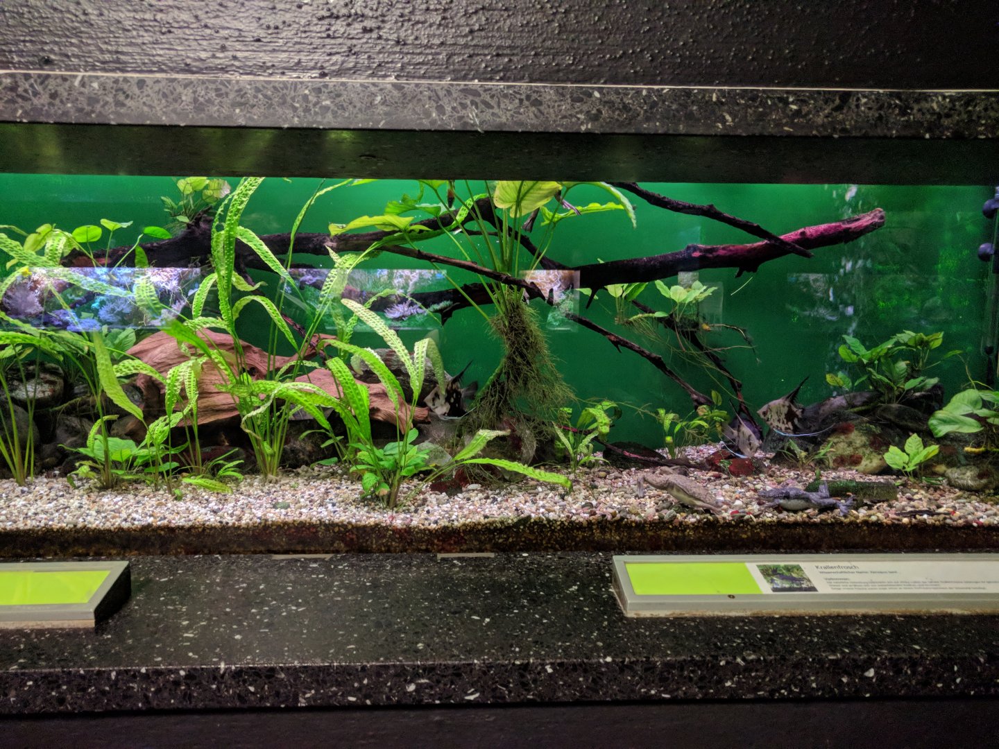 Severum and West African clawed froh tank