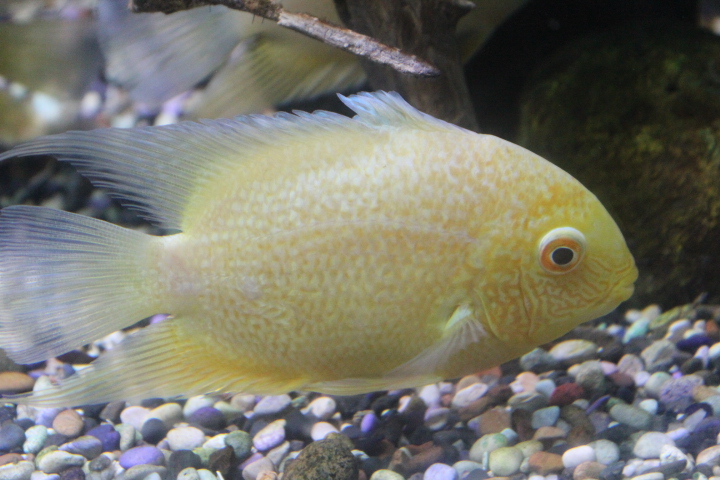Severum cichlid (Heros efasciatus)