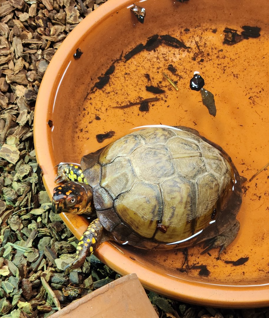 Sewee Center - Eastern Box Turtle