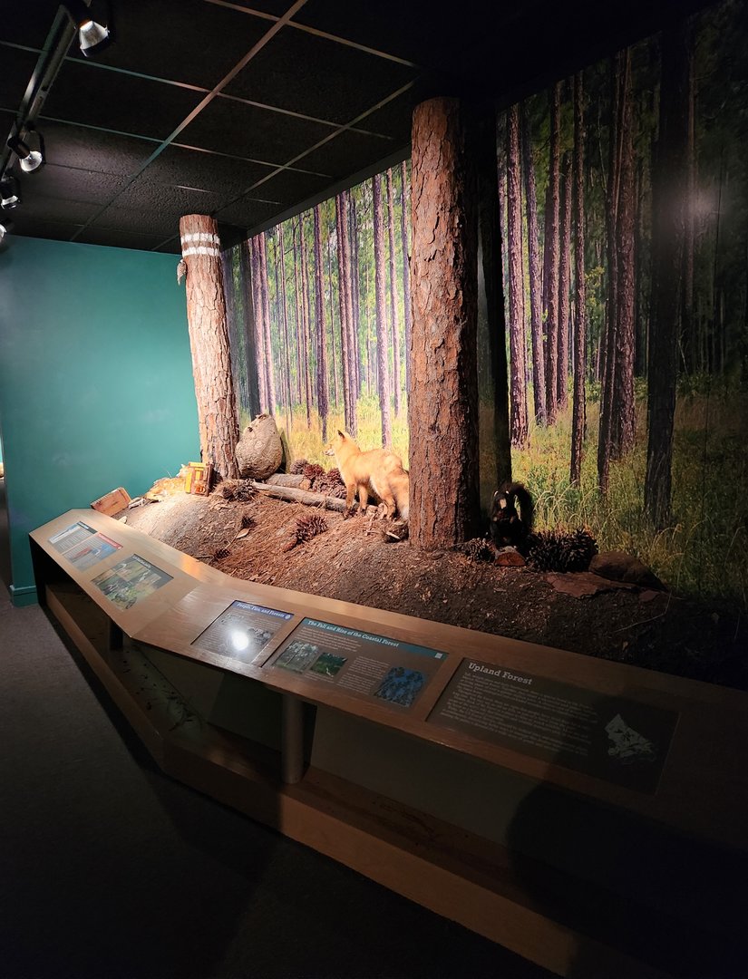 Sewee Center - Forest diorama