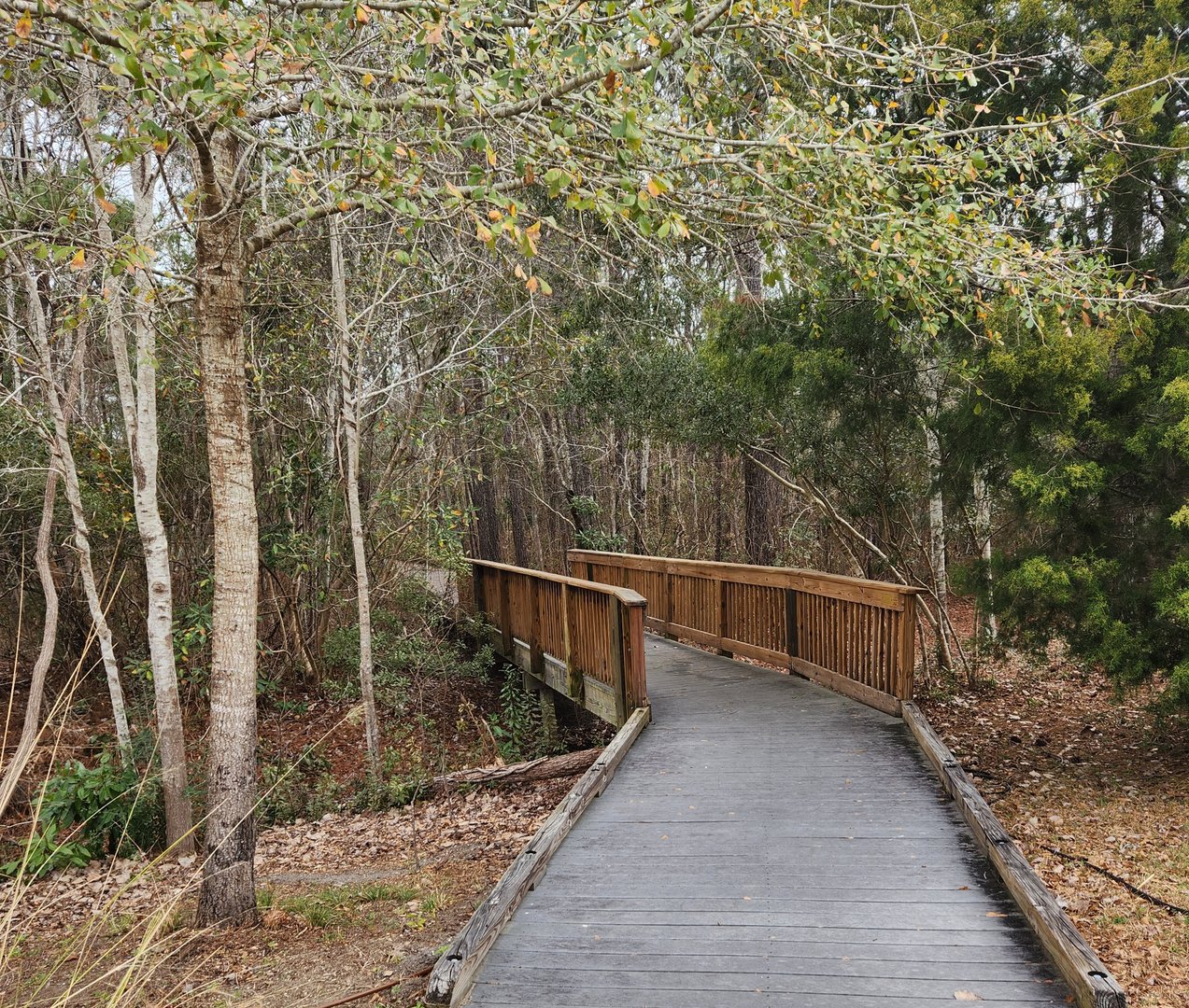 Sewee Center -  Path to Red Wolves